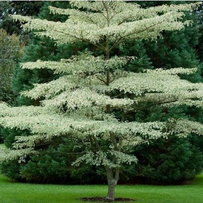 Cornus controversa variegata-Wedding Cake Tree