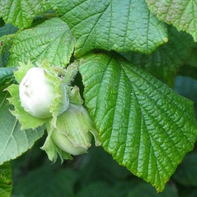 Corylus avellana-Hazel, Hedging Plant