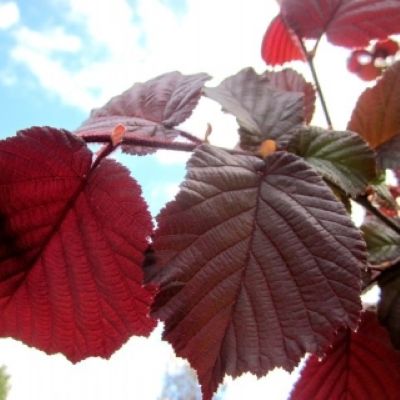 Corylus avellana Zellernus-Red Filbert Hazel, Multi Stem Form