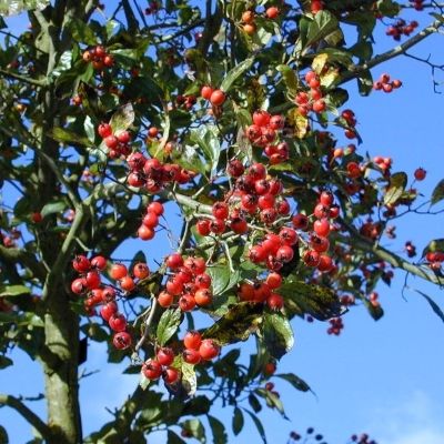 Crataegus lavalleei Carrierei-Lavallee's Hawthorn