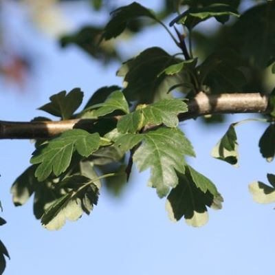 Crataegus monogyna-Hawthorn hedging plant