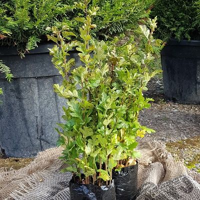 Crataegus monogyna (UK Grown)-Hawthorn, Pack of 10 Cell Grown Plants