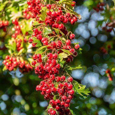 Crataegus monogyna-Hawthorn tree