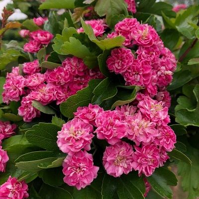 Crataegus Pauls Scarlet-Scarlet Hawthorn