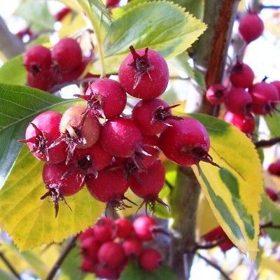 Crataegus prunifolia Splendens-Frosted Thorn