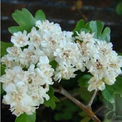 Crataegus alba plena-Double White Hawthorn