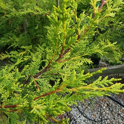 Cupressus Excalibur Gold-Golden Leyland Cypress, Small Hedging Conifer