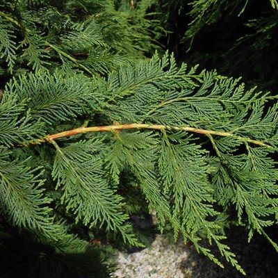 Cupressocyparis leylandii-Leyland Cypress, hedging plant