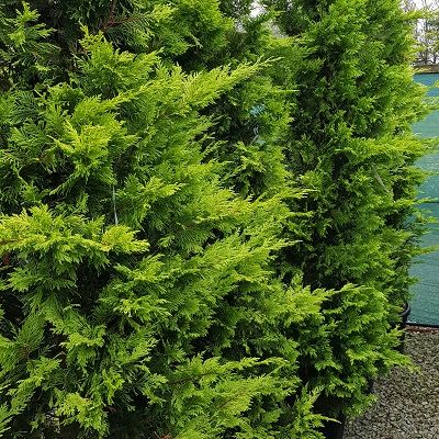 Cuprocyparis Leylandii Gold Rider-Yellow Gold Leyland Cypress