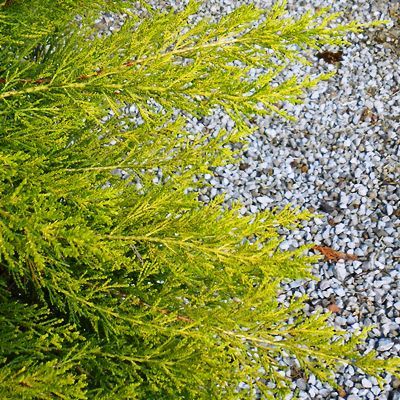 Cupressus macrocarpa Goldcrest-Golden Monterey Cypress