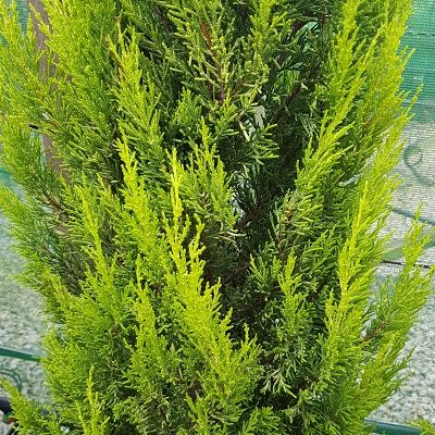 Cupressus macrocarpa Goldcrest-Golden Monterey Cypress, larger size