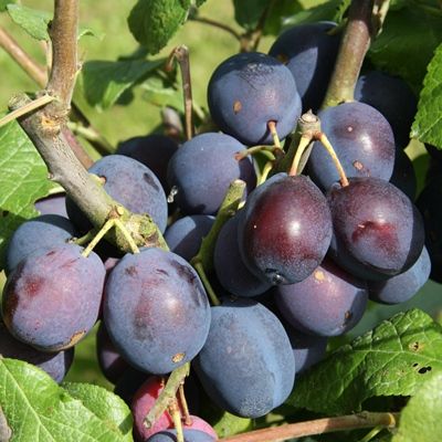 Damson Merryweather-2yr bush St Julian A rootstock