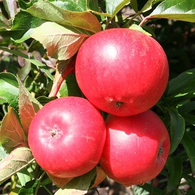 Apple Discovery-2yr bush MM106 rootstock