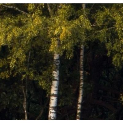 Betula pubescens-PACK OF 10 CELL GROWN PLANTS, Downy Birch