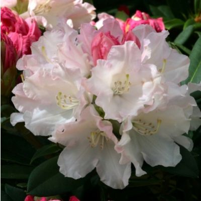 Rhododendron Dreamland-Evergreen Rhododendron Yakushimanum