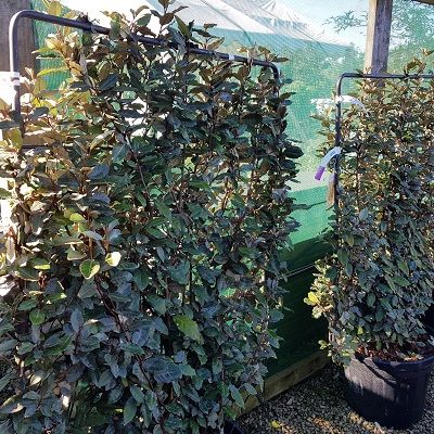 Elaeagnus ebbingei-Oleaster, Espalier, screen form