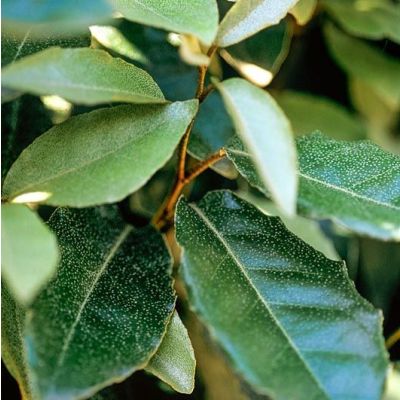 Elaeagnus ebbingei Compacta-Compact Oleaster, shrub form