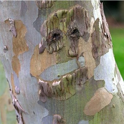 Eucalyptus gunnii-Cider or Snow Gum