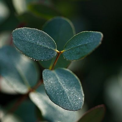 Eucalyptus gunnii Silverana-Dwarf Cider Gum Tree