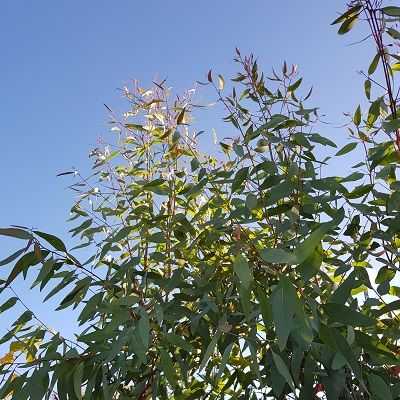 Eucalyptus rostrata-Red River Gum, Multistem Form