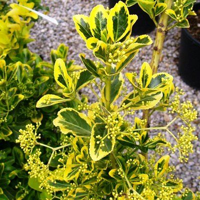 Euonymus japonicus Elegantissimus Aureus-Golden Variegated Japanese Spindle