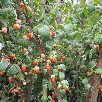 Euonymus alatus-Winged Spindle Burning Bush. Shrub