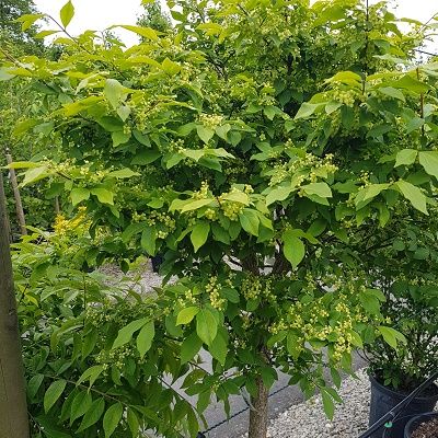 Euonymus alatus Compactus-Winged Spindle, Half Standard