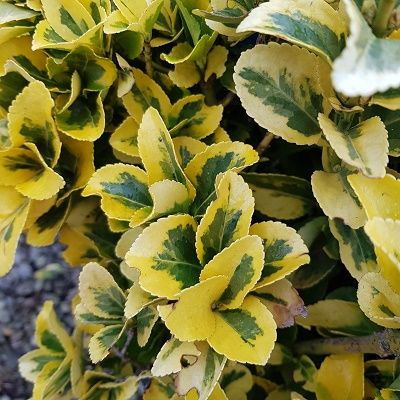 Euonymus japonicus Elegantissimus Aureus-Golden Variegated Japanese Spindle BUSH