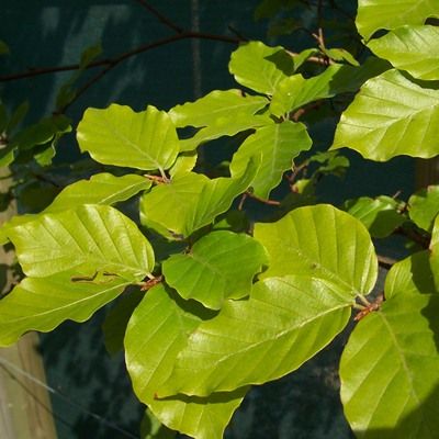 Fagus sylvatica-Beech Hedging Plant