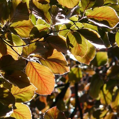 Fagus sylvatica purpurea-Purple Beech, Hedging Plant