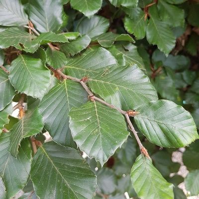 Fagus sylvatica-Beech Tree, Feathered Form