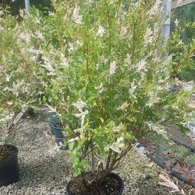 Salix Hakuro nishiki-Flamingo Willow, multistem form