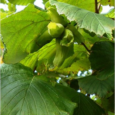 Filbert Nut Cosford-2yr bush
