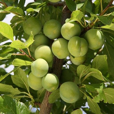 Gage Old Greengage-St Julian A Rootstock