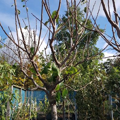 Plum Oullins Gage-Plum tree, Half Standard Form