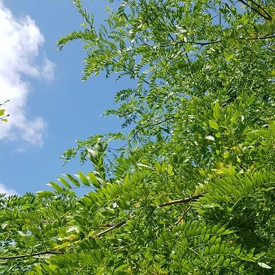 Gleditsia triacanthos Skyline-Honey Locust Tree, standard form