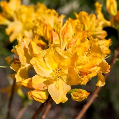 Azalea Golden Lights-Deciduous Azalea