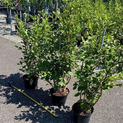 Griselinia littoralis-New Zealand Privet