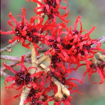 Hamamelis x intermedia Diane-Chinese witch hazel