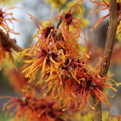 Hamamelis x intermedia Jelena-Chinese Witch Hazel