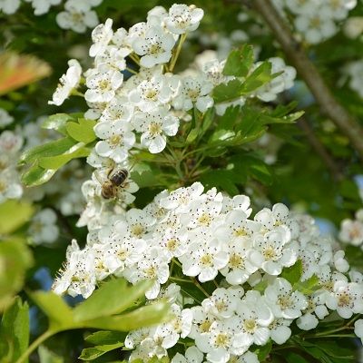 Wildlife and Pollinators hedge mix-Bundle of 25 Bareroot Plants