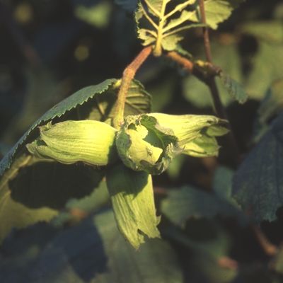 Kent Cobnut-2yr bush