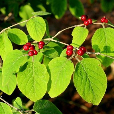 Lonicera periclymenun (UK Grown)-Common Honeysuckle, Pack of 10 Cell Grown Plants