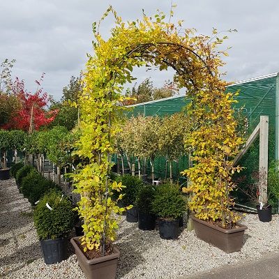 Carpinus betulus-Hornbeam Living Arch Form