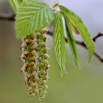 Carpinus betulus-Hornbeam, Feathered Form