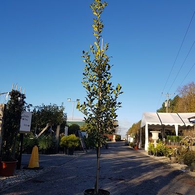 Ilex aquifolium Alaska-Holly, conical tree