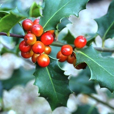 Ilex aquifolium-Common Holly, For Hedging