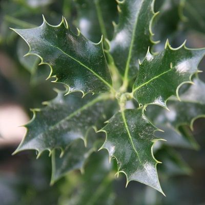 Ilex aquifolium Alaska-Holly, bush form