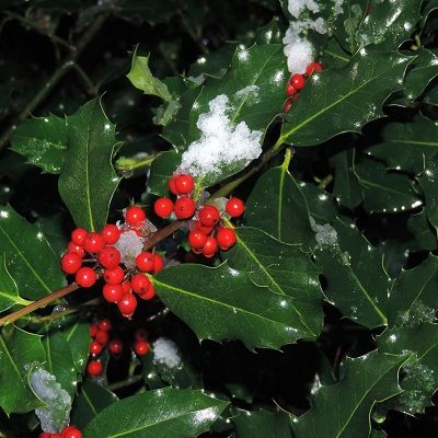 Ilex aquifolium- Common Holly, Shrub Form