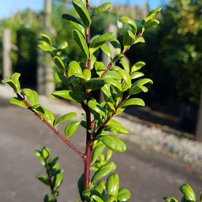 Ilex crenata Convexa-Box leaved Holly, an altenative to Box